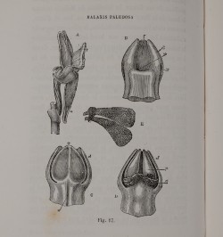 De la fécondation des orchidées par les insectes et des bons résultats du croisement.