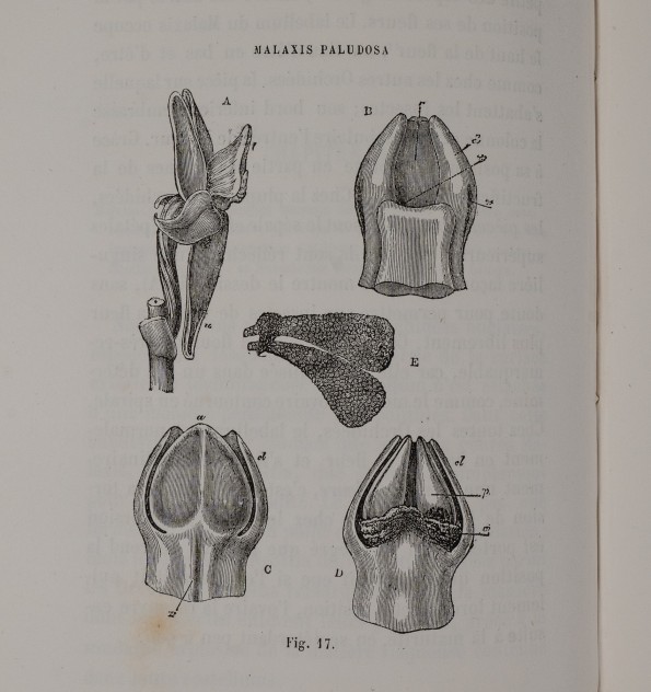 De la fécondation des orchidées par les insectes et des bons résultats du croisement.