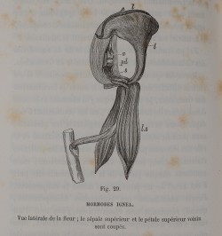 De la fécondation des orchidées par les insectes et des bons résultats du croisement.