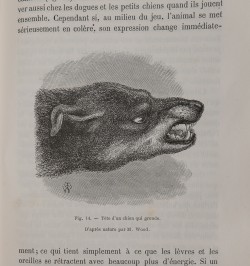 L'expression des émotions chez l'homme et les animaux.