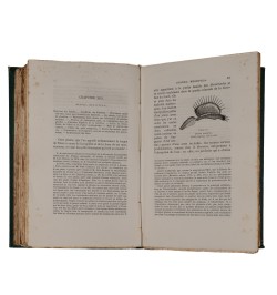 Les plantes insectivores.