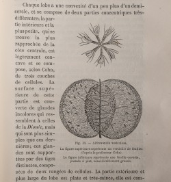 Les plantes insectivores.