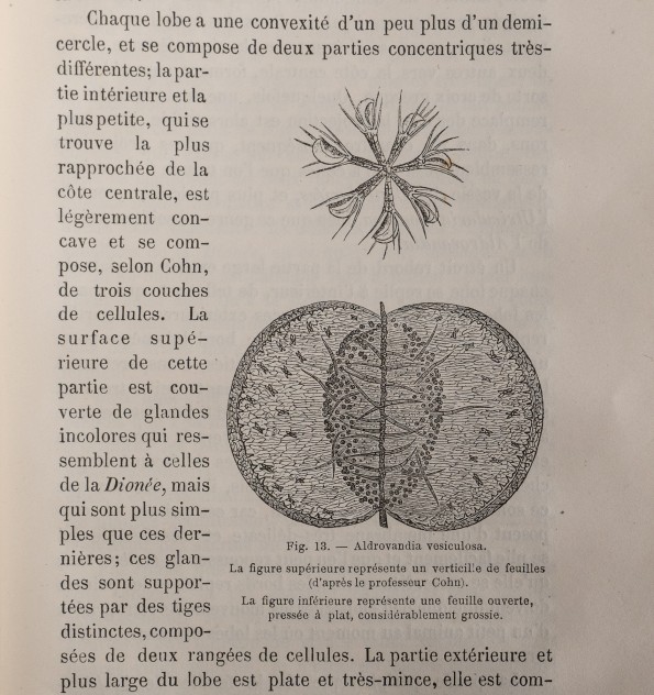 Les plantes insectivores.