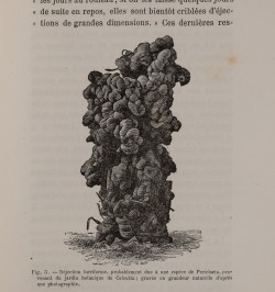 Rôle des vers de terre dans la formation de la terre végétale.