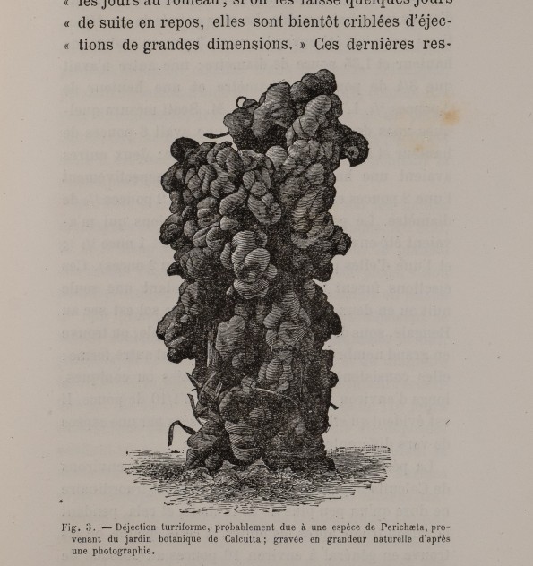 Rôle des vers de terre dans la formation de la terre végétale.