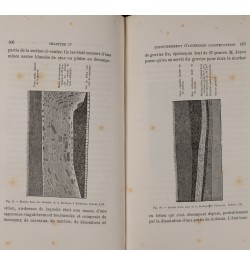 Rôle des vers de terre dans la formation de la terre végétale.