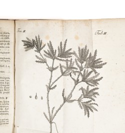 Flora Badensis Alsatica