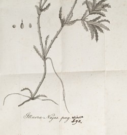 Flora Badensis Alsatica