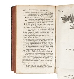 Flora Badensis Alsatica