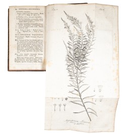 Flora Badensis Alsatica