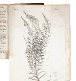 Flora Badensis Alsatica