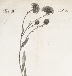 Flora Badensis Alsatica