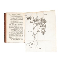 Flora Badensis Alsatica