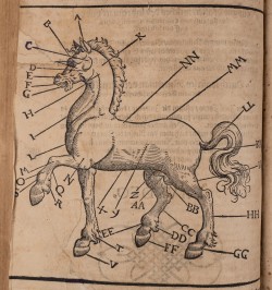 [Hippiatrique] Von mancherley gebrechen und Kranckheiten der Roß,
