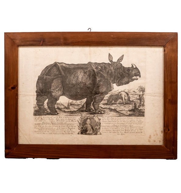 Clara le rhinocéros - Gravure hollandaise du XVIIIe siècle