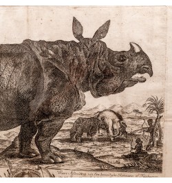 Clara le rhinocéros - Gravure hollandaise du XVIIIe siècle