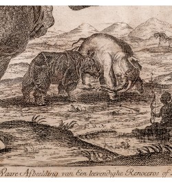 Clara le rhinocéros - Gravure hollandaise du XVIIIe siècle