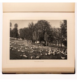 Images du Musée Alsacien à Strasbourg - Bilder aus dem Elsässer Museum zu Strassburg.