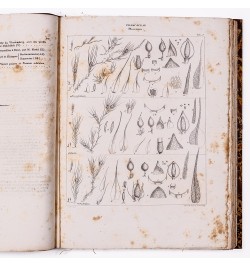 Mémoires de la société du Muséum d'histoire naturelle de Strasbourg. Tome second.