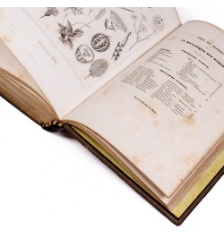 Les fleurs animées par J. J. Grandville.