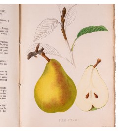 [Arboriculture] Pomologie de la France ou histoire et description de tous les fruits cultivés en France...