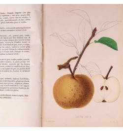 [Arboriculture] Pomologie de la France ou histoire et description de tous les fruits cultivés en France...