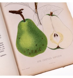 [Arboriculture] Pomologie de la France ou histoire et description de tous les fruits cultivés en France...