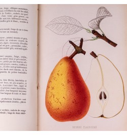 [Arboriculture] Pomologie de la France ou histoire et description de tous les fruits cultivés en France...