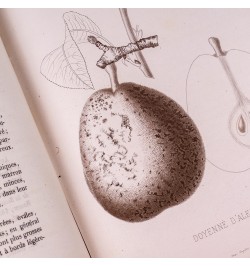 [Arboriculture] Pomologie de la France ou histoire et description de tous les fruits cultivés en France...