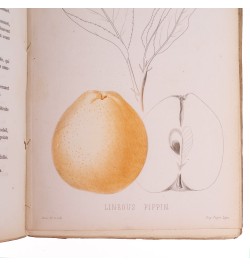 [Arboriculture] Pomologie de la France ou histoire et description de tous les fruits cultivés en France...