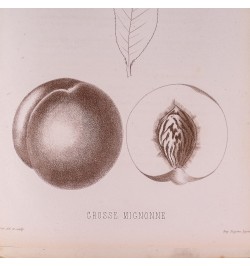 [Arboriculture] Pomologie de la France ou histoire et description de tous les fruits cultivés en France...
