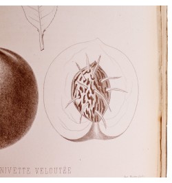 [Arboriculture] Pomologie de la France ou histoire et description de tous les fruits cultivés en France...