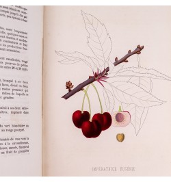 [Arboriculture] Pomologie de la France ou histoire et description de tous les fruits cultivés en France...