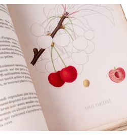 [Arboriculture] Pomologie de la France ou histoire et description de tous les fruits cultivés en France...