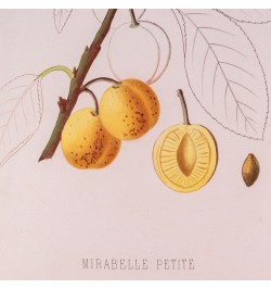[Arboriculture] Pomologie de la France ou histoire et description de tous les fruits cultivés en France...