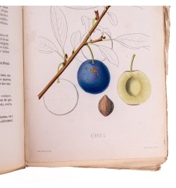 [Arboriculture] Pomologie de la France ou histoire et description de tous les fruits cultivés en France...