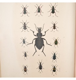 Musée entomologique illustré. Les coléoptères.
