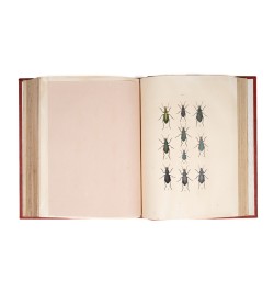 Musée entomologique illustré. Les coléoptères.