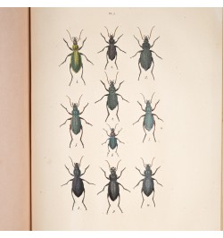 Musée entomologique illustré. Les coléoptères.