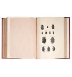 Musée entomologique illustré. Les coléoptères.