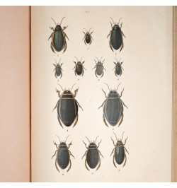 Musée entomologique illustré. Les coléoptères.