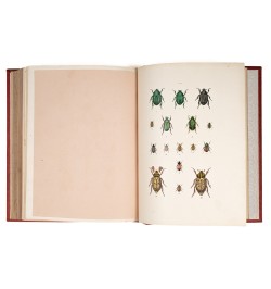 Musée entomologique illustré. Les coléoptères.