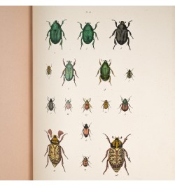 Musée entomologique illustré. Les coléoptères.