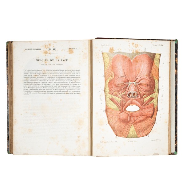 Atlas d'anatomie descriptive du corps humain.