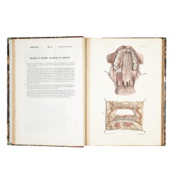 Atlas d'anatomie descriptive du corps humain.