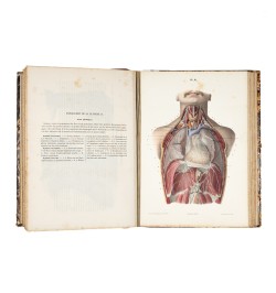 Traité et iconographie du système nerveux...