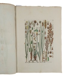 Histoire des Carex ou Laiches