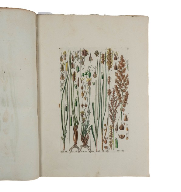 Histoire des Carex ou Laiches