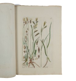 Histoire des Carex ou Laiches