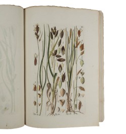 Histoire des Carex ou Laiches
